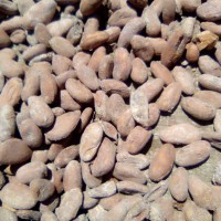 Cocoa beans from DRC Congo
