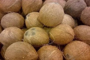 Coconut, mangoes from Ivory Coast