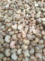 Raw Cashew Nuts from Ivory Coast