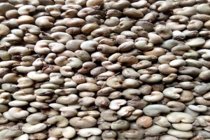 Raw Cashew Nuts in Shell from Ivory Coast