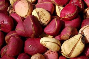 Noix de kola from Ivory Coast