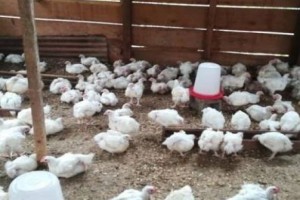 Live chicken from Cameroon