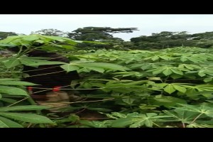 CASSAVA from Camerun