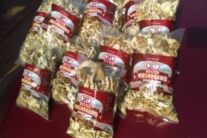 Oyster Mushrooms from Cameroon