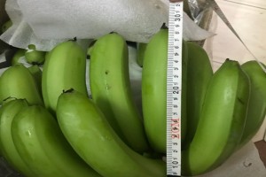 Cavendish Banana from Cameroon