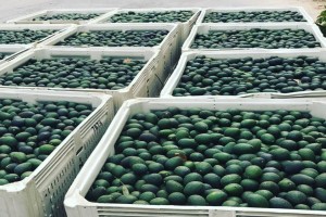 Hass and Fuerte avos for sale from Cameroon