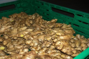 Fresh Ginger from Cameroon