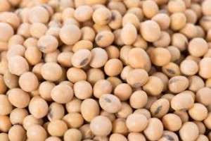 Soya beans from Cameroon