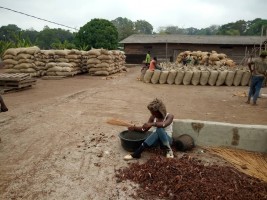 Certified dry Cocoa Beans from Cameroon