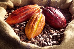 Cocoa Beans from Cameroon