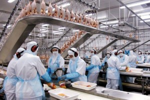 Brazil frozen chicken from Brazil
