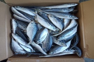 horse mackerel from China