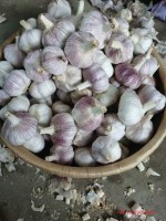 Chinese Normal White Garlic from China