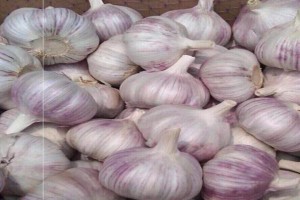 Ajo from China