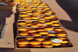 China’s citrus/orange from China