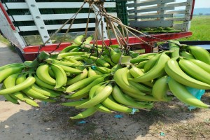 Bananes plantains vertes from République dominicaine
