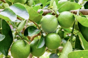 Lemon from Egypt