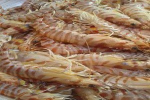 Tiger shrimp from Egypt