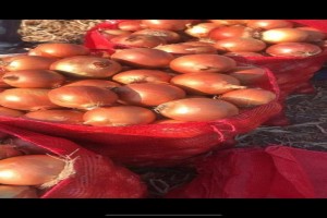 Gold Onion from Egypt