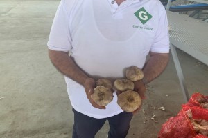 Purple Garlic from Egypt