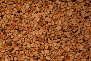 Favas Egípcias from Egito