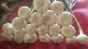 Garlic from Egypt