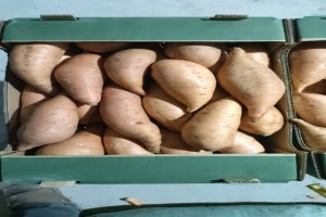 Sweet Potatoes  from Egypt