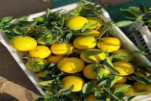 Navel Orange from Egypt