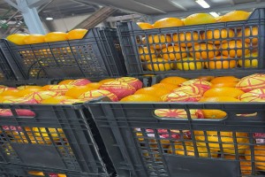 Navel Orange from Egypt