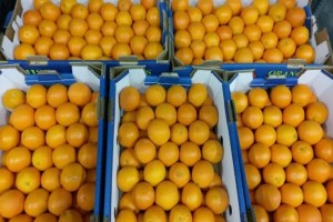 Valencia orange from Egypt