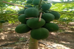 Pawpaws red lady (Papayas) from Egypt