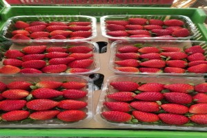 Egyptian fresh Strawberry from Egypt