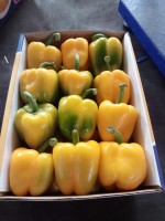Bell Pepper ( sweet pepper ) from Egypt