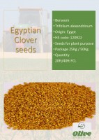 Clover seeds for plant purpose from Egypt