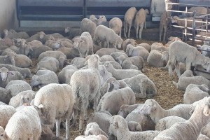 Lamb meat , Beef Lamosien,  Charoloise, Angus from Spain