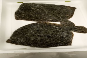 Turbot from Spagna