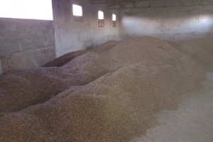 Almendra from Spain