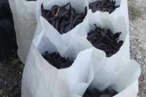 Locust Beans/Algarroba/Carob 150kg from Spain
