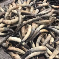 Raw cow and ox horn from Ethiopia