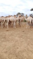 Live Camels Of Ethiopia from Ethiopia