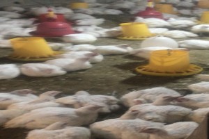 Broilers from Ethiopia from Ethiopia