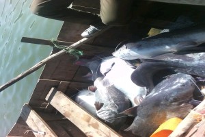Fish from Ethiopia