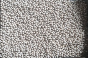 White Beans from Ethiopia