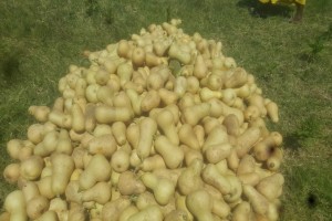 Butternut Squash from Ethiopia