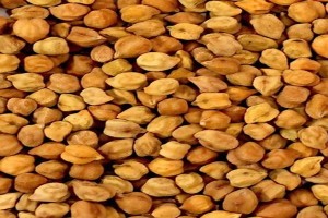Ethiopian Origin Desi chickpeas from Ethiopia