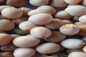 Pigeon Pea from Ethiopia