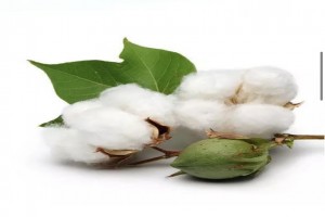 Cotton seed from Ethiopia