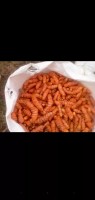 Raw Tumeric ( Varieties: Yellow, White and Black) from Fiji