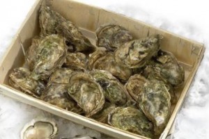 Oysters from France