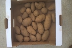 Semences de pomme de terre from France
